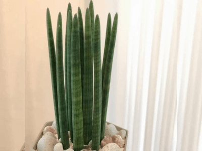 Sansevieria Stuckyi 5