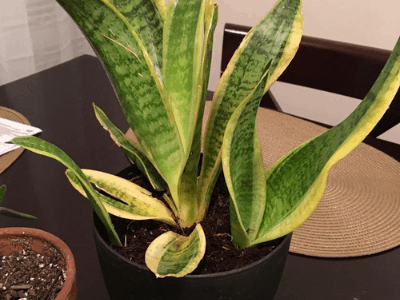 Underwatered snake plant 5