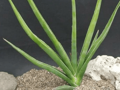 Large snake plant 5