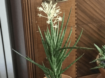 Sansevieria Francisii 2