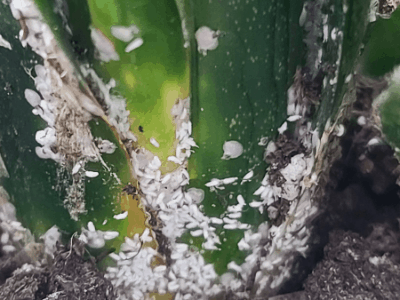 bugs on snake plant
