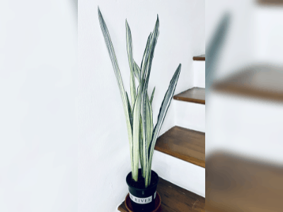 sansevieria bantel's sensation 2