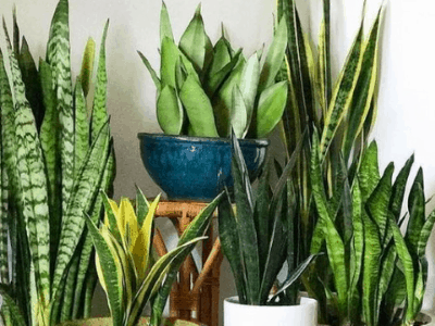 Sansevieria Francisii 3