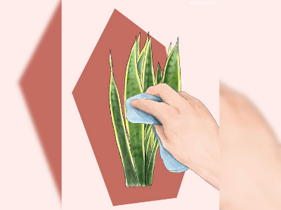 Cleaning snake plant