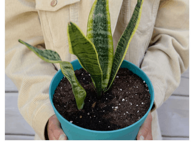 Grooming your snake plant 2