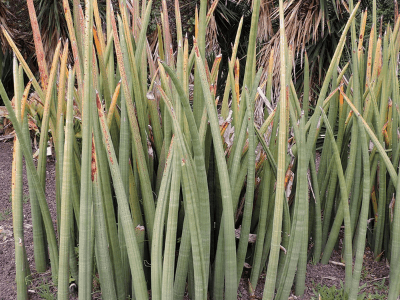 Sansevieria Stuckyi 3