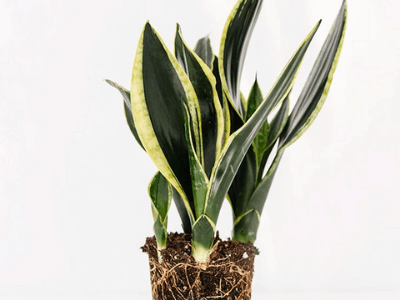 Black gold snake plant 3