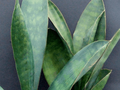 Sansevieria hyacinthoides 3