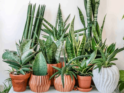 snake plant 3