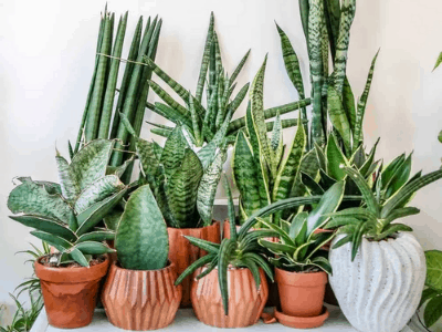 Snake plant 4