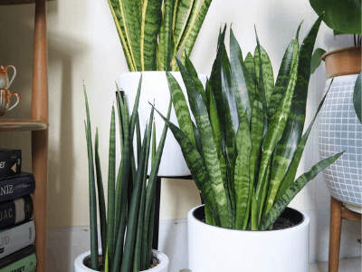 snake plant 3