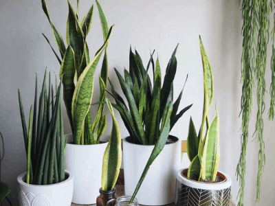 snake plant 4