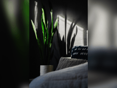 Snake plant 4