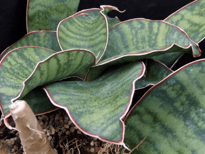 Sansevieria hyacinthoides