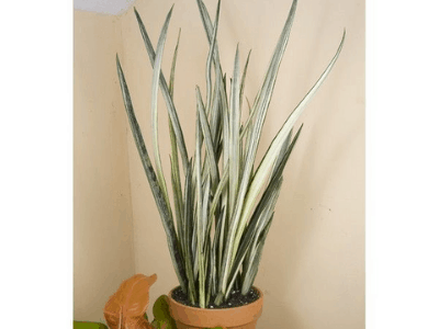 Sansevieria Bantel’s Sensation