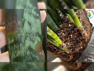 root rot
