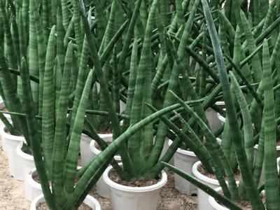 sansevieria cylindrica 4