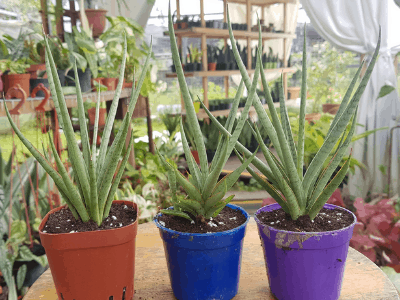 Sansevieria Francisii 4