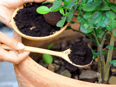 growing snake plant with coffee ground 3