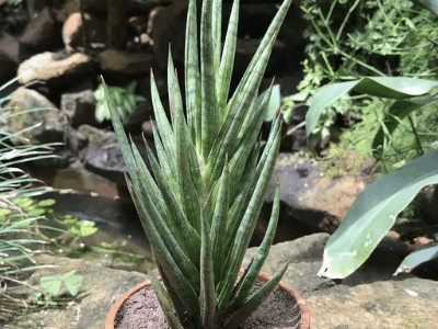 Sansevieria Francisii