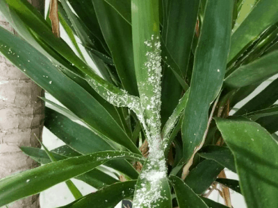 bugs on snake plant 4