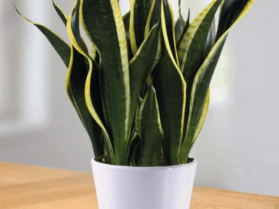 Snake plant varieties 4