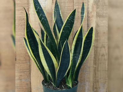 Black gold snake plant