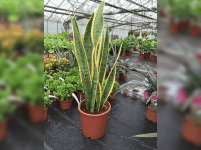 Sansevieria Laurentii 3