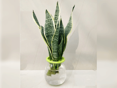 Superb Amazing Facts About Snake Plants To Survive From Direct Sunlight (2021) 6 Snake plant 5
