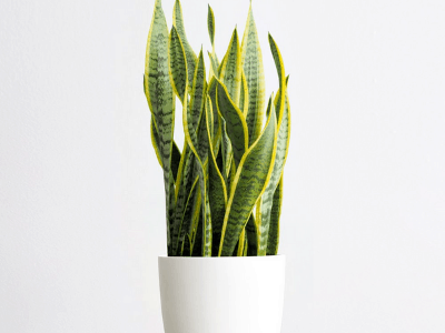 Snake plant fertilizer 5