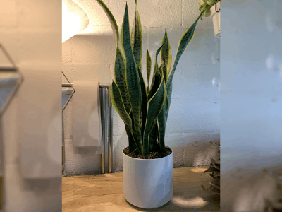 snake plant
