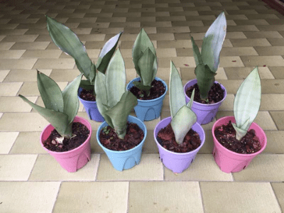 Snake plants 5