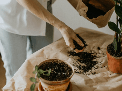 Repotting snake plant 3