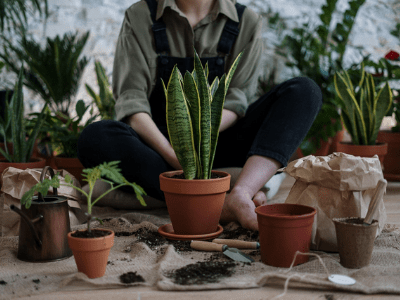 repot snake plant