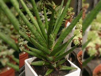 Sansevieria Francisii 5