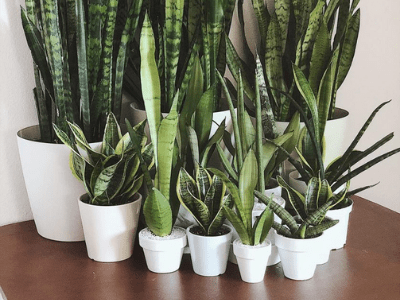 Snake plant