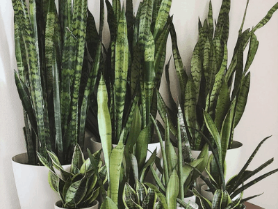 Propagating snake plant 4