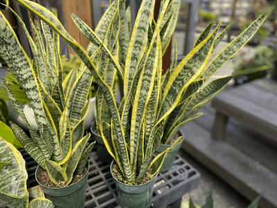 Sansevieria Laurentii 2