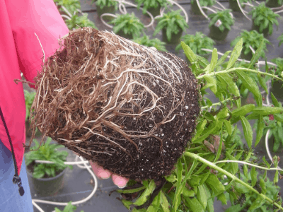 root rot 3