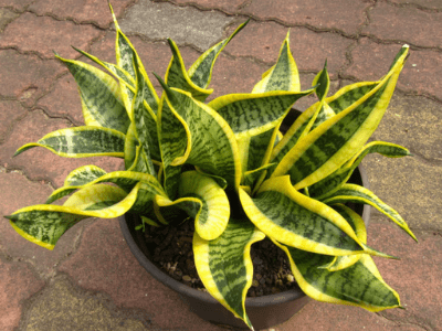 Types of snake plants 4