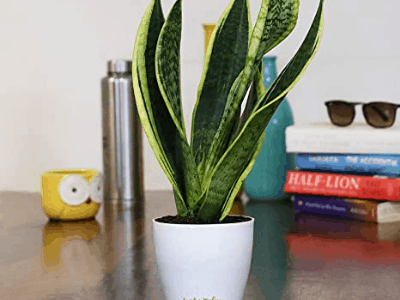 Snake plant survive without water 3