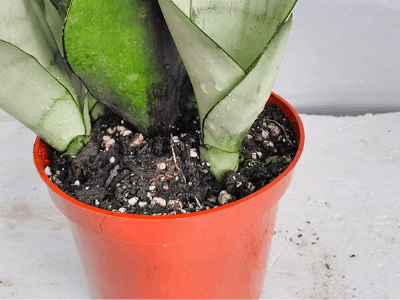 Moonshine snake plant 4