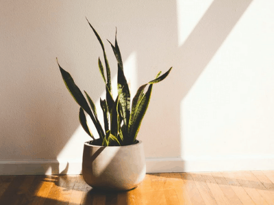 Snake plant