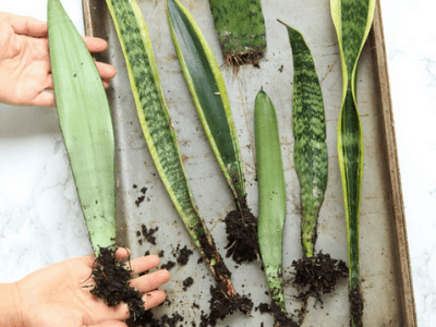 Snake plant 2