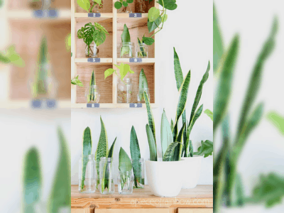 Snake plant care 2