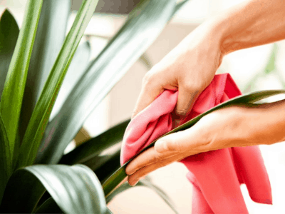 Cleaning snake plant 3