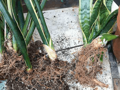 snake plant
