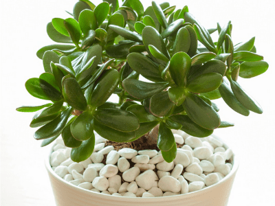 Grow Jade In Hanging Basket 3