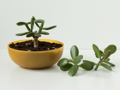 Jade plant propagation