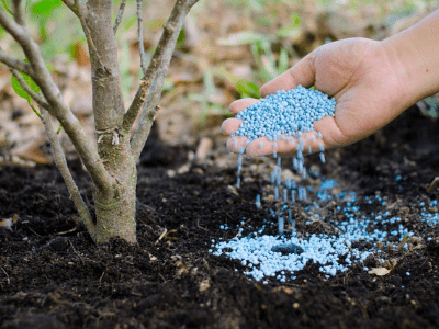 Snake plant fertilizer